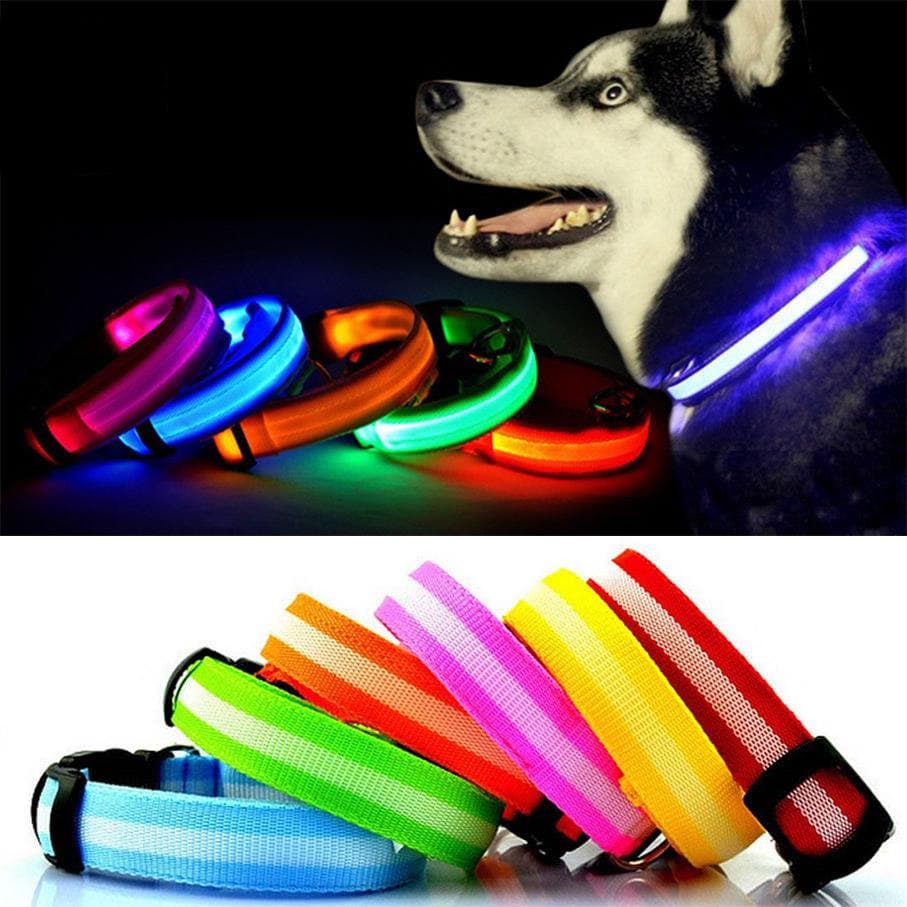Light Up Dog Collar - LED - Bunty - Image 7