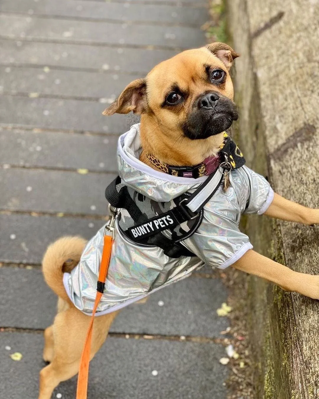 Dog Body Harness - Bunty Yukon Harness - Image 19
