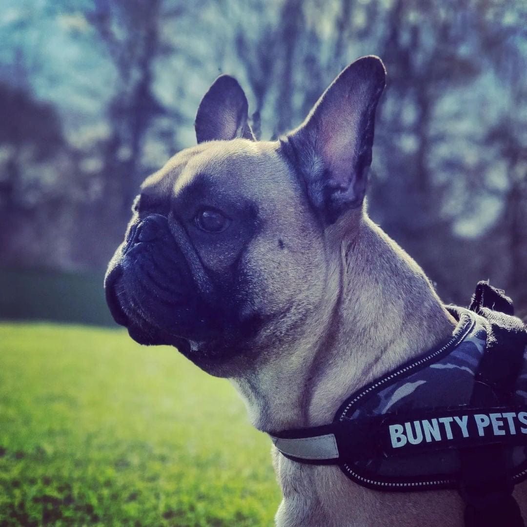 Dog Body Harness - Bunty Yukon Harness - Image 20