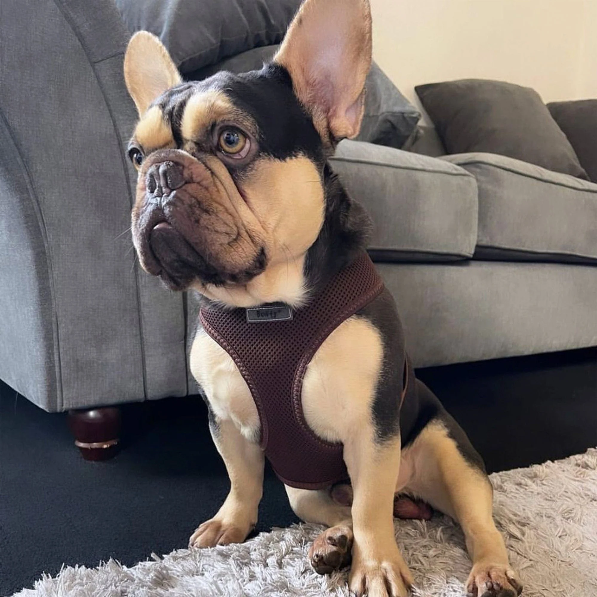 Soft Dog & Puppy Harness with Clip, Adjustable - Image 22